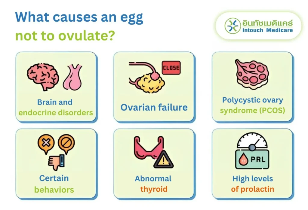 What is the Cause of the Egg Not Ovulating?